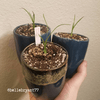 Beaucarnea Recurvata 'Ponytail Palm' Seeds