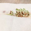 Beaucarnea Recurvata 'Ponytail Palm' Seeds