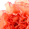 100 RAINBOW CARNATION Mix Mixed Colors Dianthus Caryophyllus Flower Seeds