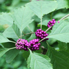 Beautyberry (Callicarpa americana)