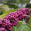 Beautyberry (Callicarpa americana)