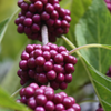 Beautyberry (Callicarpa americana)