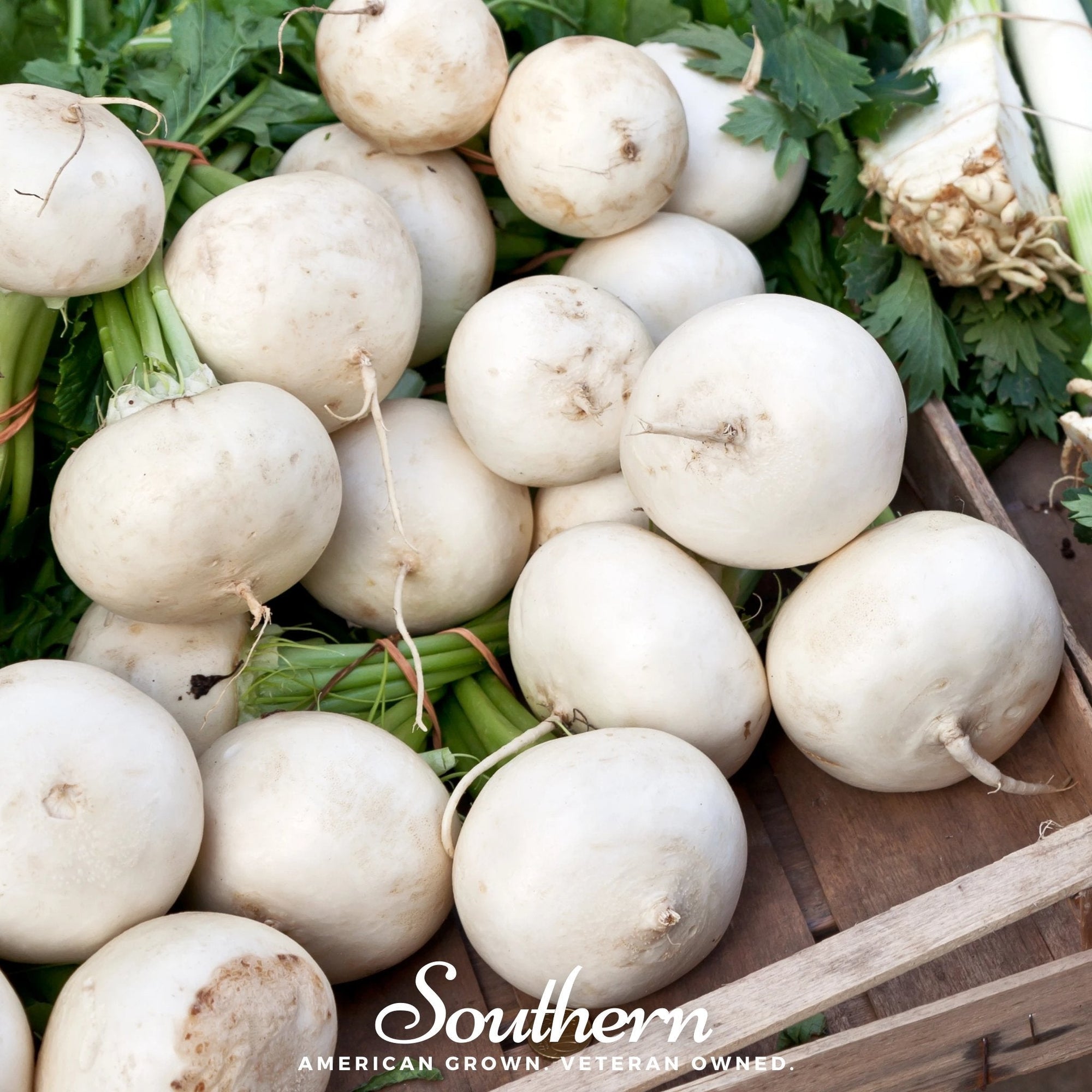 Detroit White Beet – 200 Seeds