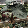 Alocasia 'Serendipity'
