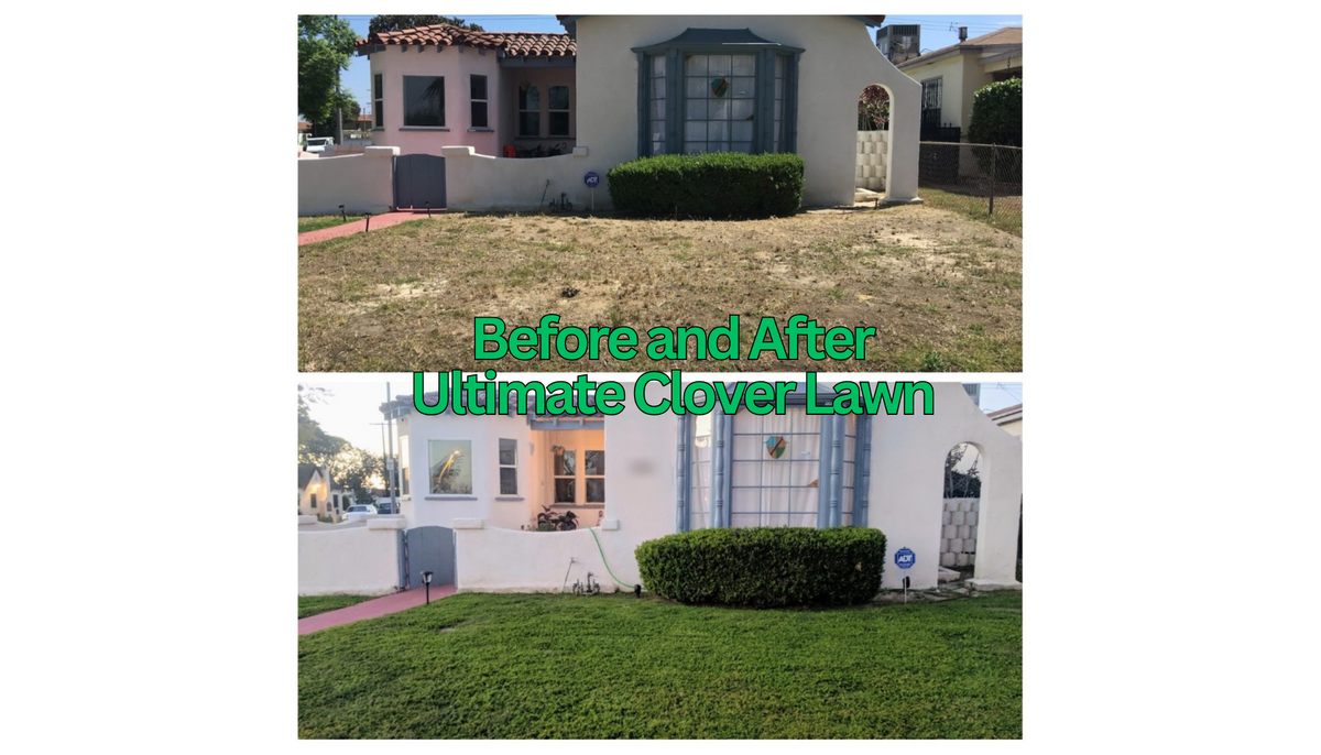 Ultimate Clover Lawn Mix: Low-Maintenance, Eco-Friendly Yard, MicroClover Lawn Seed – photo 5