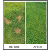 PetLawn Dog-Friendly Lawn Mix – Durable, Pet-Safe Grass & Clover Blend – photo 6