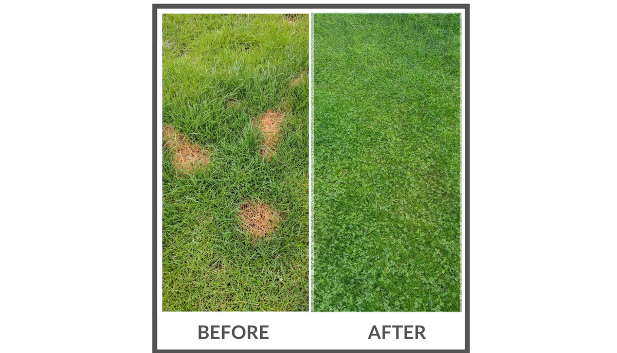 PetLawn Dog-Friendly Lawn Mix – Durable, Pet-Safe Grass & Clover Blend – photo 6