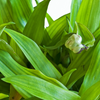 Beijing Grass (Murdannia loriformis)