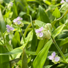 Beijing Grass (Murdannia loriformis)