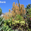 Ramsey Succulent & Cactus Soil Mix