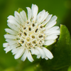 Bhringraj (Eclipta prostrata, syn, Eclipta alba)