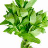 Bhringraj (Eclipta prostrata, syn, Eclipta alba)