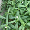 Bhringraj (Eclipta prostrata, syn, Eclipta alba)