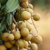 Longan, 'Biew Kiew' (Dimocarpus longan)