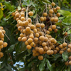 Longan, 'Biew Kiew' (Dimocarpus longan)