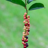 Bignay (Antidesma bunius)