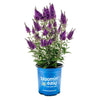Birthday Cake® Butterfly Bush