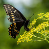 Wild Sunshine™ – Golden Alexander (Zizia aurea) Native Wildflower Seed Pollinator-Friendly, Perennial Ecotype