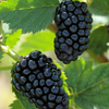 Blackberry, Thornless 'Natchez' (Rubus)
