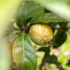 Blackberry Jam Fruit (Rosenbergiodendron formosum)