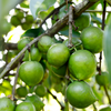 Black Sapote ‘Reineke’ (Diospyros nigra)