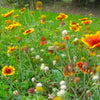 No Deer Here Wildflower Mix – Unsavory Species to Deer