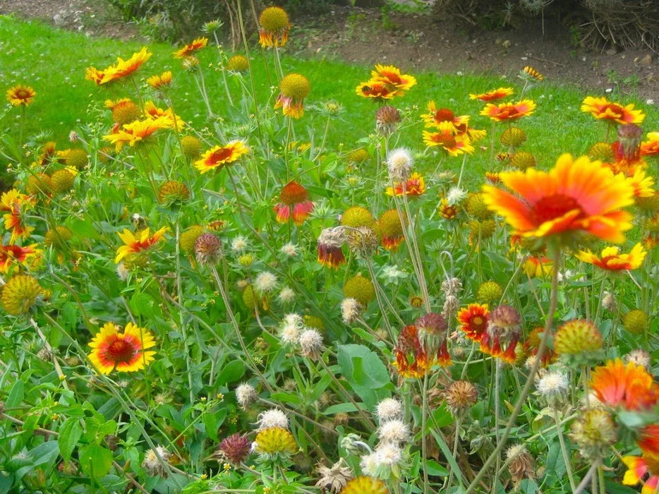No Deer Here Wildflower Mix – Unsavory Species to Deer