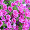 250 MIXED COLORS PETUNIA Flower Seeds