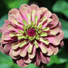 25 RED LIME QUEENY ZINNIA Elegans Green Queen Flower Seeds