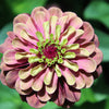 20 Organic QUEENY LIME MIX ZINNIA Elegans Mixed Colors Red Orange Yellow Pink Green Queen Flower Seeds