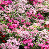 Mixed Colors Sweet William Dianthus Barbatus Color Mix Red White Pink Bicolor Flower Seeds