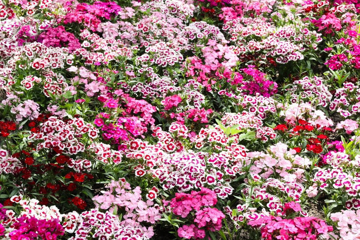 Mixed Colors Sweet William Dianthus Barbatus Color Mix Red White Pink Bicolor Flower Seeds