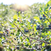 50 SOUTHERN HIGHBUSH BLUEBERRY Pre-Stratified Vaccinium Corymbosum Blue Berry Fruit Bush Shrub Seeds