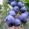 50 SOUTHERN HIGHBUSH BLUEBERRY Pre-Stratified Vaccinium Corymbosum Blue Berry Fruit Bush Shrub Seeds