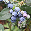 50 SOUTHERN HIGHBUSH BLUEBERRY Pre-Stratified Vaccinium Corymbosum Blue Berry Fruit Bush Shrub Seeds