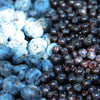 20 Common BILBERRY Fruit Shrub European Blueberry Vaccinium Myrtillus Seeds