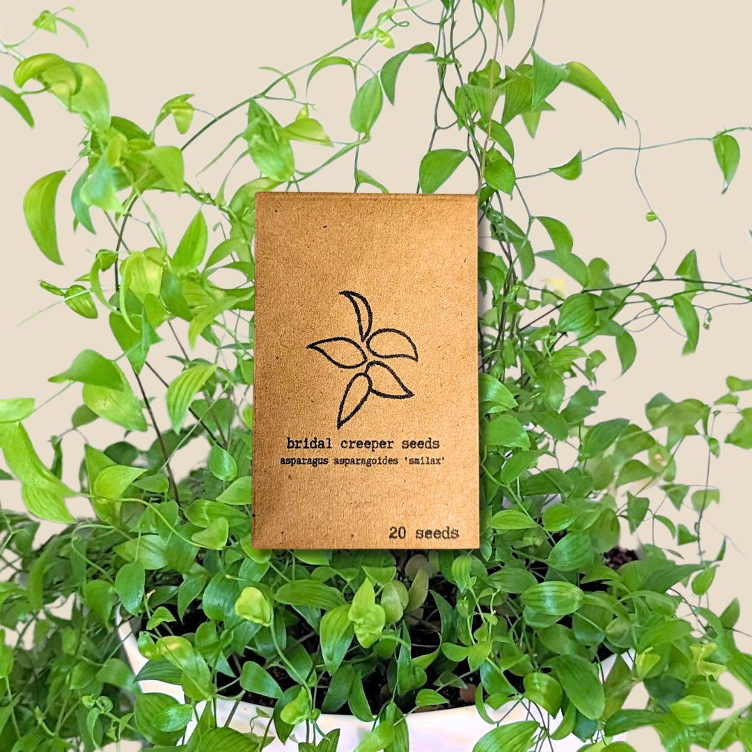 Asparagus Asparagoides Smilax 'Bridal Creeper' Seeds