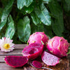 Dragon Fruit, Red 'Tricia' (Hylocereus polyrhizus)