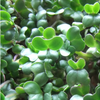 Broccoli for Microgreens