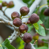 Fig 'Brown Turkey' (Ficus carica)