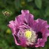 1000 SINGLE LILAC POPPY Papaver Somniferum Purple Heirloom Flower Seeds