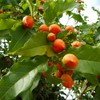 Peanut Butter Fruit (Bunchosia argentea)