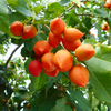 Peanut Butter Fruit (Bunchosia argentea)