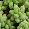Trailing Succulents (Collection of Four)