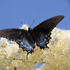 50 WHITE BUTTERFLY BUSH Buddleja Davidii Flower Seeds