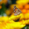 250 YELLOW DAISY Chrysanthemum Multicaule Mini Marguerite Flower Seeds