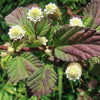 100 AZTEC SWEET HERB aka Honeyherb, Lippia, Mayan Mint, Dulce Buttons. Lippia Dulcis Phyla White Flower Seeds