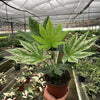 Fatsia 'Spider's Web'