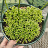 Rhipsalis cereuscula - Coral Cactus, Mistletoe Cactus