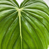 Philodendron McDowell
